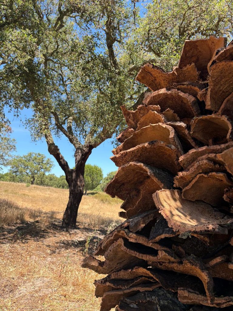Cork oak forest in Portugal with trees showing bark after sustainable harvesting